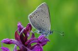 Dukatenfalter-Lycaena-virgaureae-M-Lechtaler-Alpen-1400m-_6_-PS.jpg