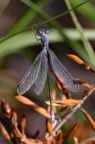 Dunkle-Binsenjungfer_33A9046-PS.jpg