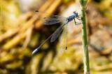 Dunkle-Binsenjungfer_D8A6699-PS.jpg