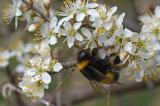 Dunkle-Erdhummel-_Bombus-terrestris_-Llechauen-PS.jpg