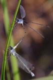 Dunkle_Binsenjungfer33A9044-PS.jpg