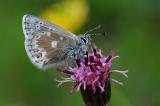 Dunkler-Alpenblaeuling-Plebejus-glandon-Lechtaler-Alpen-2400m-PS.jpg