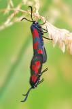 E37A9596_Sumpfhornklee-Widderchen-_Zygaena-trifolii__Paarung-.jpg