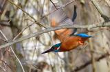 Eisvoegel_Eisvogel_24_Wertach-PS.jpg