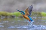 Eisvogel_Landsberg-Lech__6_von_1_.jpg