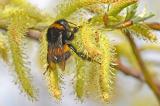 Erdhummel--_Bombus-terrestris_-Flugplatzheide-Augsburg-PS.jpg