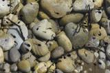 Erdkroete-_Bufo-bufo_-Lechauen-Kiesweiher-PS.jpg