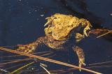 Erdkroete-_Bufo-bufo_-Moorstich-Pfaffenwinkel--_2_-PS.jpg