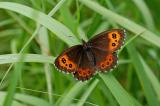 Erebia-ligea-Weissbindiger-Mohrenfalter--w-PS.jpg