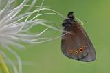 Erebia-medusa-Frueher-Mohrenfalter--m-Schwaeb-PS.jpg