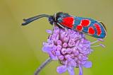 Esparsetten-Widderchen-_Zygaena-carniolica_-Fraenk-PS.jpg