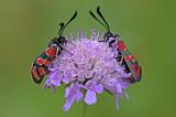 Esparsetten-Widderchen-_Zygaena-carniolica_-PS.jpg