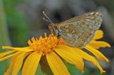 Euphydrias-aurinia-ssp-debilis-Goldener-Scheckenfalter-Lechtaler-Alpen-PS.jpg