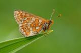 Euphydryas--aurinia-Goldnener-Scheckenfalter-Pfaffenwinkel-(2)-PS.jpg