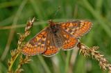 Euphydryas--aurinia-Goldnener-Scheckenfalter-Pfaffenwinkel-w-PS-2.jpg