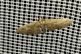 Eupithecia-abbreviata-PS.jpg