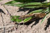 Europaeische-Wanderheuschrecke-Locusta--migratoria-Maennchen-Vidulis-Tagliamento-Friaul-_1_-PS.jpg