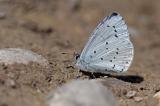 Faulbaum-Blaeuling-_Celastrina-argiolus__Lechauen-PS.jpg