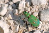 Feld-Sandlaufkaefer-Cicindela-campestris-Lechauen-PS.jpg