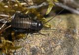 Feldgrille-_Gryllus-campestris_-Larve-Hasenheide-PS.jpg