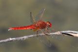 Feuerlibelle-_Crocothemis-erythraea_-Lechauen-PS.jpg