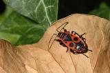 Feuerwanze-Pyrrhocoris-apterus-auf-Efeu-Stadt-Augsbg-PS-2.jpg