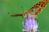 Feuriger-Perlmutterfalter-Argynnis-adippe-Lechauen-_1_-PS.jpg