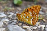 Feuriger-Perlmutterfalter-_Argynnis-adippe_-frisch-geschluepft-Stadtwald-Augsburg-PS.jpg