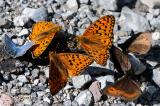 Feuriger-Perlmuttfalter-Argynnis-adippe--Graubindiger-Mohrenfalter-Erebia-aethiops--Silbergruener--Blaeuling-Polyommatus-coridon-Lechtaler-Alpen-PS.jpg