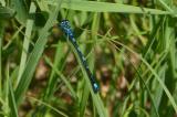 Fledermaus-Azurjungfer-08__Coenagrion-pulchellum_-PS-5.jpg