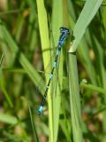 Fledermaus-Azurjungfer-10__Coenagrion-pulchellum_,-Egling-Mitterweiher-PS.jpg