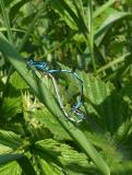 Fledermaus-Azurjungfer-32__Coenagrion-pulchellum_,-Paarungsrad,-Elbsee-PS.jpg