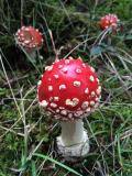 Fliegenpilz_2__Amanita_muscaria_-unbenannt.jpg