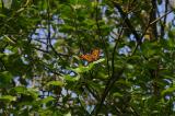 Freilassung-Grosser-Fuchs-26-06-2009-Luetzelburg-PS.jpg