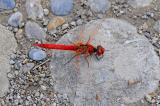 Fruehe-Heidelibelle-Sympetrum--fonscolombii-Lechaue-PS.jpg