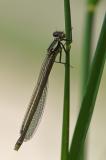Fruehe_Adonislibelle__Pyrrhosoma_nymphula_-PS.jpg