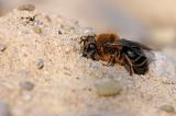 Fruehlings-Seidenbiene-Colletes-cunicularius-beim-Graben-Lechaue-PS.jpg