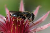 Gaensedistel-Erzschwebfliege-Cheilosia-caerulescens-Hausgarten-Augsburg-_2_-PS.jpg