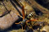 Gallische-Feldwespe-Polistes-dominula-am-Gartenteich-trinkend-_3_-PS.jpg