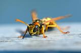 Gallische-Feldwespe-_Polistes-dominula_-Lechauen-PS.jpg