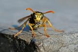 Gallische-Feldwespe-_Polistes-dominula_-Wasser-zum-Nest-transportierend-Lechauen--_5_-PS.jpg