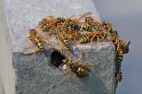 Gallische-Feldwespe-_Polistes-dominula_-im-Herbst-beim-Nesteingang-Lechauen-PS.jpg