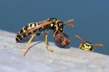 Gallische-Feldwespe-_Polistes-dominula_-mit-Beute-Lechauen-_1_-PS.jpg