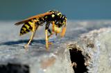 Gallische-Feldwespe-_Polistes-dominula_-mit-zerkauter-Beute-Lechauen-PS.jpg