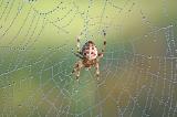 Gartenkreuzspinne-_Araneus-diadematus_-Lechauen-PS.jpg