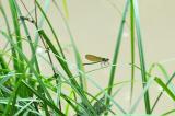 Gebaenderte-Prachtibelle-Calopteryx-splendens-w-Lechaue-_2_-PS.jpg