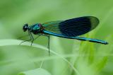 Gebaenderte-Prachtlibelle-(Calopteryx-splendens)-M-PS.jpg