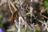 Gefleckter-Wollschweber-_Bombylius-discolor_-Ries-PS.jpg
