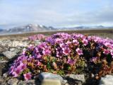 Gegenblaettriger_Steinbrech_Purple_Saxifrage-PS.jpg