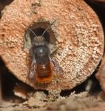 Gehoernte-Mauerbiene-_Osmia-cornuta_-Garten-Augsburg--PS.jpg